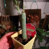 ダイソーの観葉植物コーナーにモンキーツリーが置いてあった。