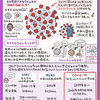 イラスト図解！ これが新型コロナウイルス（SARS-CoV-2）だ