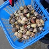 🐚富津海岸潮干狩場　はまぐりだらけの潮干狩り場です😊