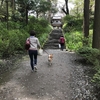 柴犬チャー、春の鎌倉へ行く！！