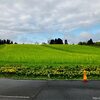 2022年は菜の花！小千谷･山本山高原のお花畑へ（4/30の開花状況）