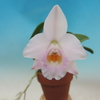 Cattleya alaorii (select)