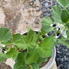 早起き３４日目　ソラマメの花