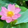 【鎌倉】蓮のお花見と朝ごはん｜2025年7月上旬
