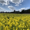 備中国分寺と菜の花♪