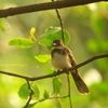 ムナオビオウギビタキ Pied Fantail （ジャワの鳥その13）