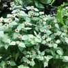 マウンテンミント（広葉）の花