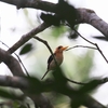 キバシショウビン Yellow-billed Kingfisher