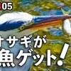 0805【アオサギの捕食】カルガモ親子奇形組。子ガモVS亀やマガモ捕食やカワセミ幼鳥も【今日撮り野鳥動画まとめ】身近な生き物語