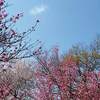 嵐山の穴場 紅葉スポット 大悲閣千光寺？