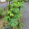 （紹介：植物）新宿中央公園で見かけたカシワバアジサイ（柏葉紫陽花）を紹介します