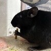 くろごまあん二世 312日目