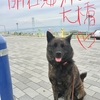 甲斐犬サンの淡路島ツアー其のサン〜淡路良イトコ イチドハオイデ♬