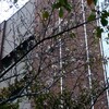江戸東京博物館のフユサクラ咲きました