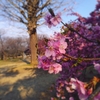 【桜便り】代々木公園の河津桜が見頃