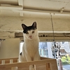 〈ぬく〉トライアル決定
