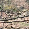 2017山納め　黒岩詣で