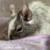 しろごまあん1003日目