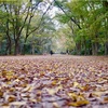 糺の森と高野川　11月初旬