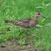 兵庫県東播磨：稲美町）加古大池。ウズラシギ、ムナグロ、ヤマガラ、エナガ、コゲラ、シジュウカラ、ホオジロ、センダイムシクイ。