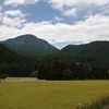 稲刈り始まる　貴重な発芽