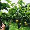 【利府梨の摘心】梅雨に梨の枝を切ると果実が増える話【脱サラ農業】