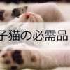 【初心者必読！】猫を飼うときの必需品