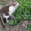 ねこ森町の桃の節句へ  ＆  多肉の寄せ植え