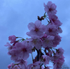 久しぶりの朝のお散歩