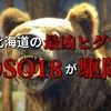 北海道の最凶ヒグマがついに駆除！OSO18という個体とその最期について