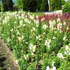 やまぐちフラワーランドの花木風景（22）：山口県柳井市