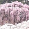 三春の滝桜と宇都宮のクイーン洋菓子店（福島、栃木）