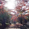 TSD香嵐渓紅葉狩り