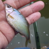 出張ついでのタナゴ釣り。(北陸編)