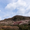 湯河原へ梅林を見に行って来ました