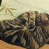 猫の鼻腔内リンパ腫㉟  部屋にマーキングしたのは誰？？