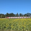 菜の花やら空やら海やら