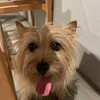 きなこ、花見を楽しむ