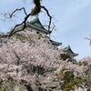 桜が似合うお城『和歌山城』へお花見🌸