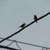 鳥とシルエット【写真】