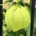 悠閑船