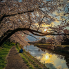 雨の朝と夕日に輝く桜並木2025（愛知）