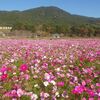 金立山（后ヶ浦ルートと東尾根ルート）　……紅葉と、コスモスと、Sさんと……