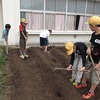 おいしい大根できるかな