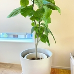 観葉植物の育て方（フィカス・ウンベラータ、フィカス・ベンガレンシス）