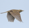 隣の隣の県の離島へ鳥を見に行った日記（２０２４　０５０２～０５０６）その１。