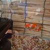 金魚のQOLを考えながら飼育する