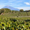 <静岡県富士市>富士山と茶畑の郷！大淵笹場