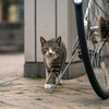 近隣繁華街のねこさん