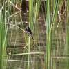 オアシスのクロツキヒメハエトリ(Black Phoebe)